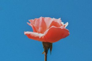 Petal…?
